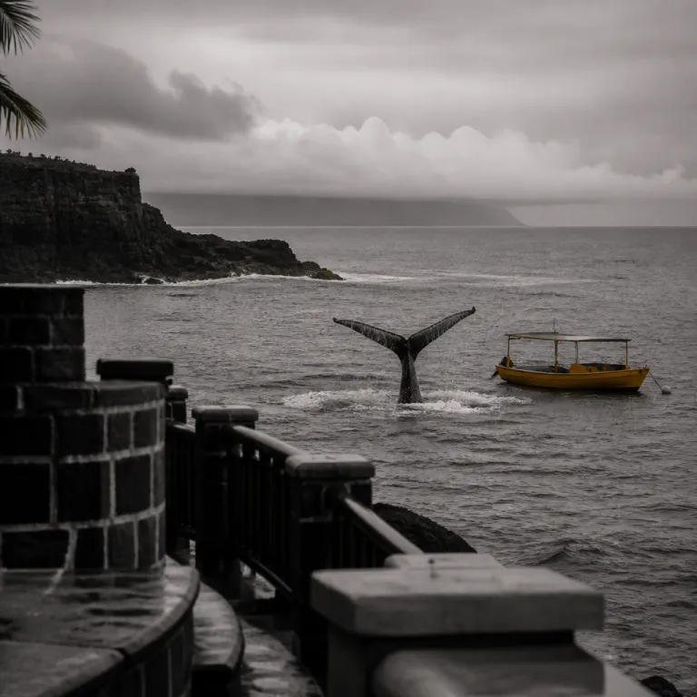 Humpback season has arrived: where to spot whales off Mauritius this winter